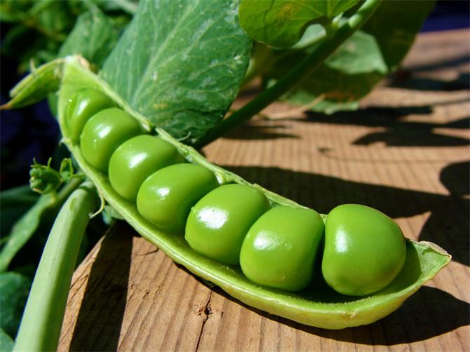 Pea Powder